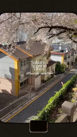 Sakura Season Vibes