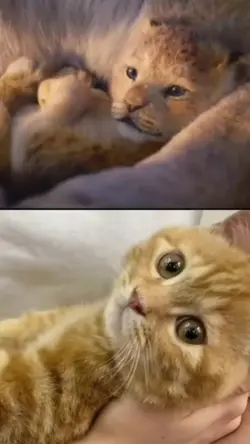 parodi simba
