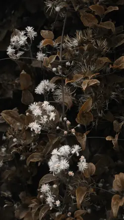 Mẫu 3 ảnh