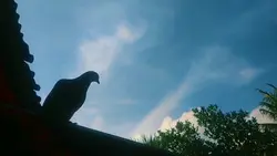 Cinematic Merpati