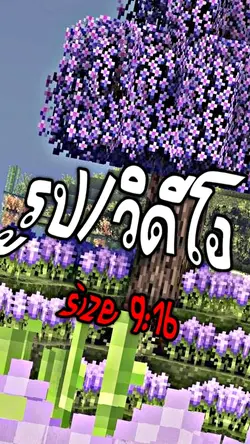 17รูป 💐