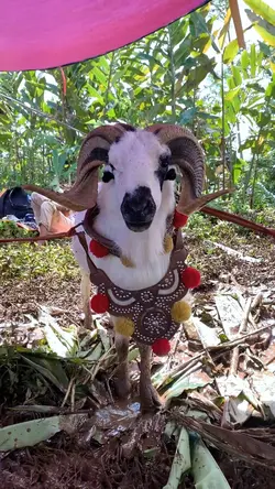 Seni Domba Garut