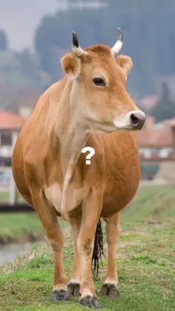 Sapi Qurban Ngamuk