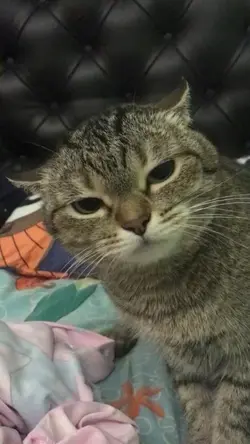 kucing