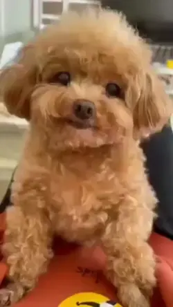 cute puppy