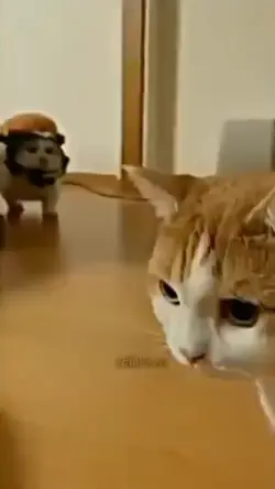 kucing lucu