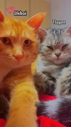 Khi hai ta về 1 nhà 