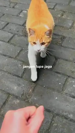 Video random