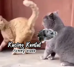 kucing Kentut lucu