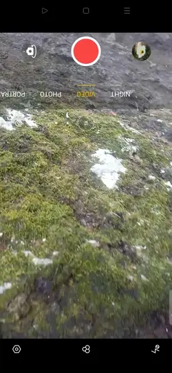 Moss