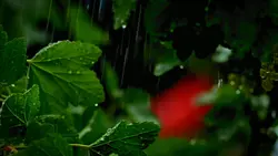Rainy Days