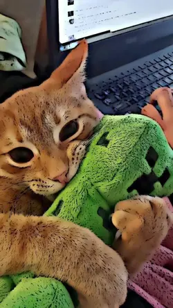 mẫu xịn
