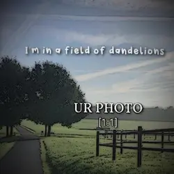 #DANDELIONS