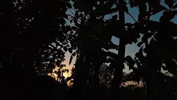Videography
