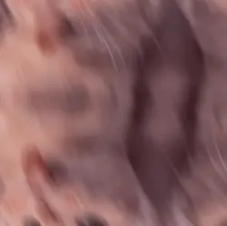 helloo cat lover