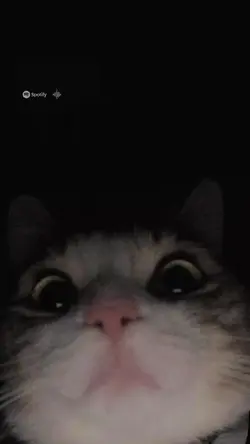 aesthetic 