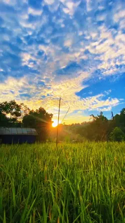 sawah aesthetic