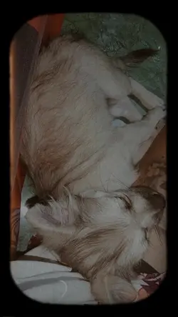 rip my lovely dog