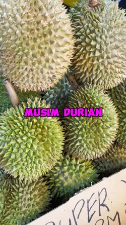 musim durian