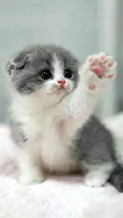 3Dzoom Cat