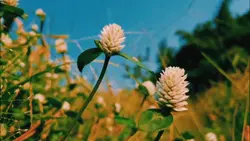 cinematic 