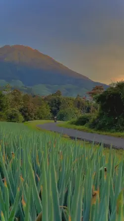nature bird sounds 