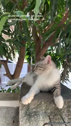 kucing kesal