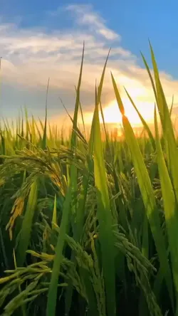 vidio estetik sawah