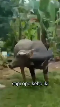heh nyemplung sumur