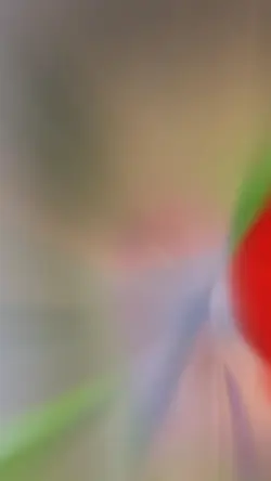 Śű