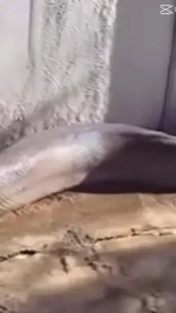 mẫu troll giật mink