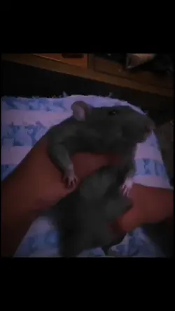 tikus joget