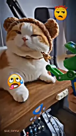 cute Ng cat HAHAHA 