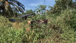 Lembu