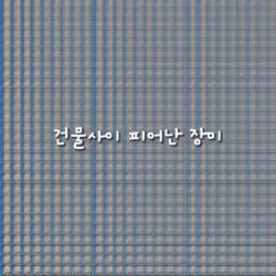 개재밌다요