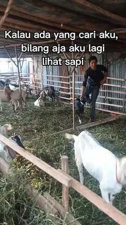lagi lihat sapi