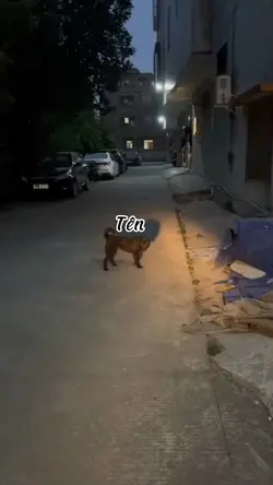 MẪU THAY TÊN 