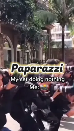 my cat doing anythin