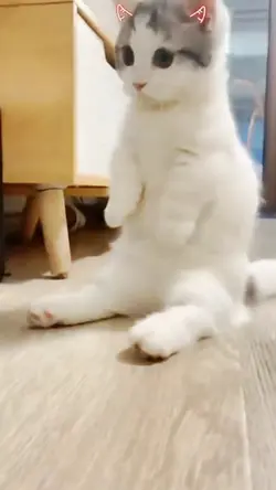 kelakuan kucing lucu