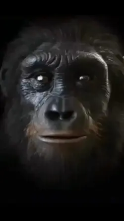 MONKEY EVOLUTION