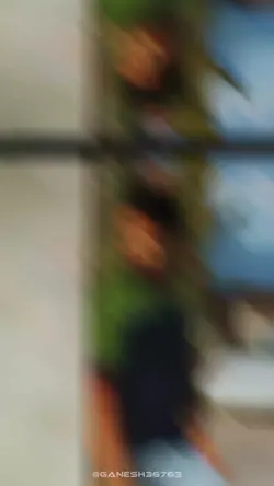 NEDUVAALI 