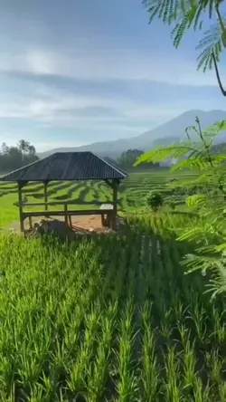 Suasana Alam