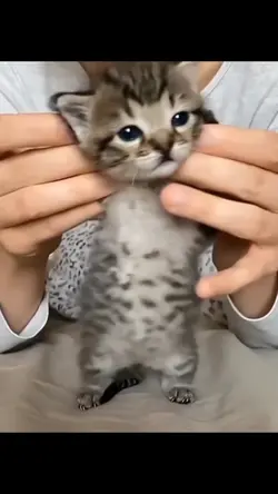 video random