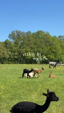 mini vlog