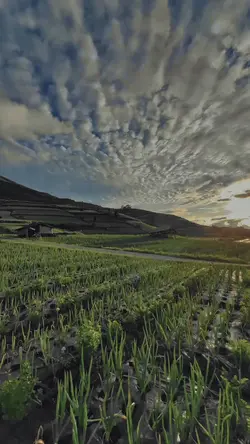 Pemandangan sawah