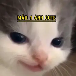 Mẫu 1 ảnh cute