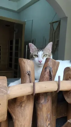 kucing aesthetic 