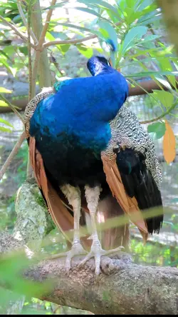 Video Burung Merak