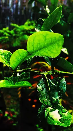 Estetic rumput