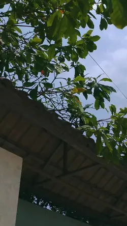mẫu 15 ảnh 